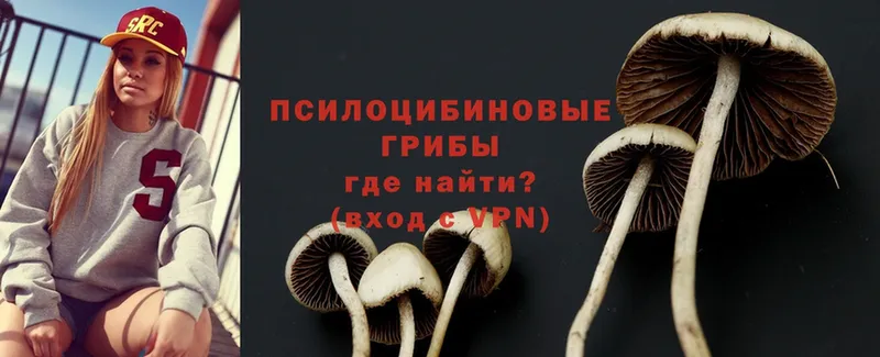 что такое наркотик  Ардон  Галлюциногенные грибы Cubensis 